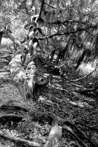 Tree #9 This Three Has a Story Photo by Sandy Malcolm